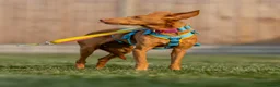 Ibizan Hound dogs for adoption: Cris - sweet female Podenco  in Ware - Advert 17