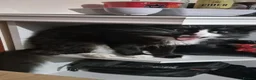 British Longhair cats for sale: tuxedo long hair cat.  in Ashford - Advert 5