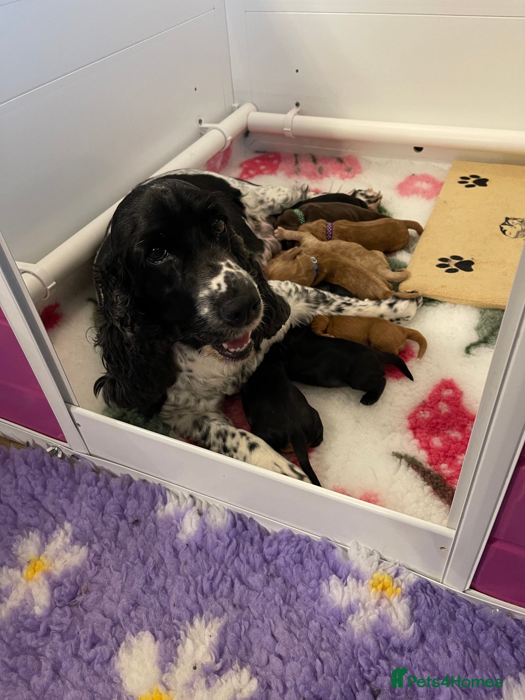Cocker Spaniel dogs for sale: KC Registered Show Cocker Spaniels - Image 1
