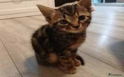 Mixed Breed cats for sale: 5 Kittens for a good home! - Image 15