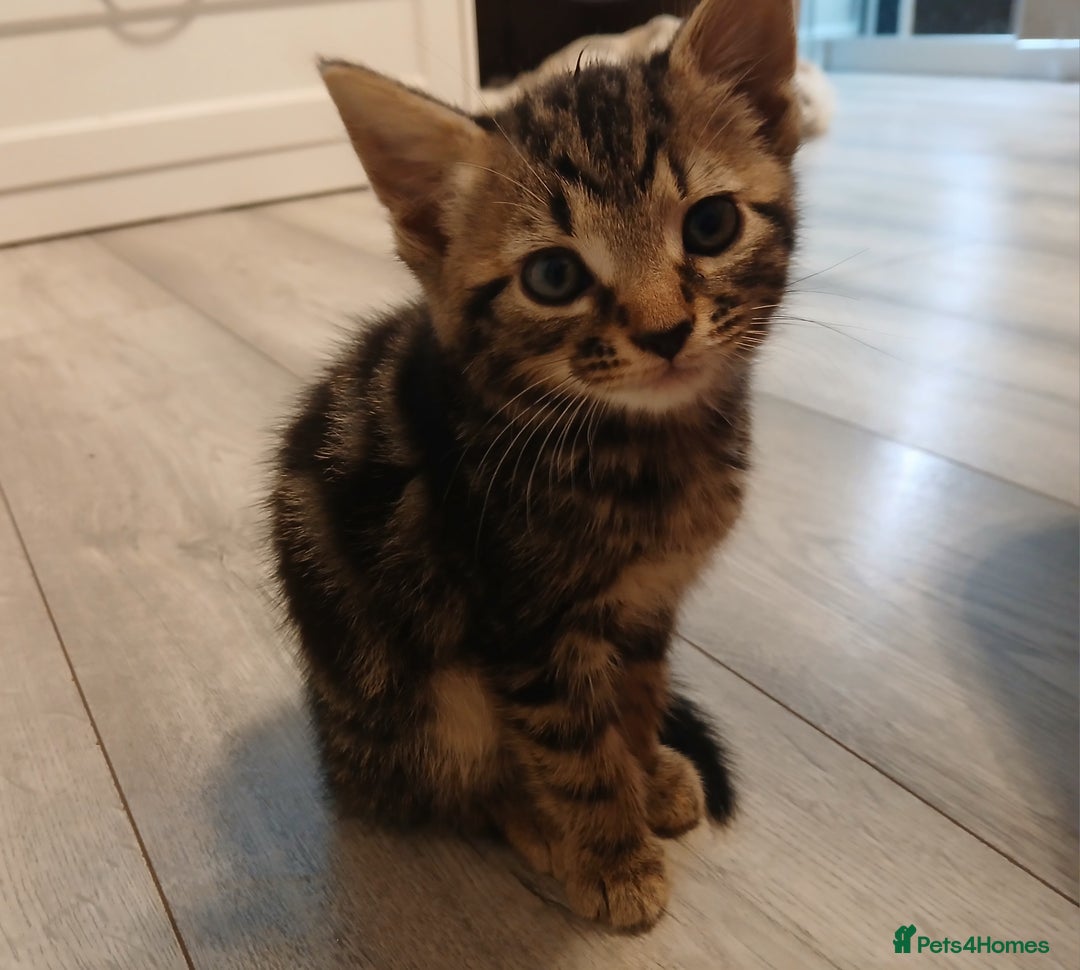 Mixed Breed cats for sale: 5 Kittens for a good home! - Image 15