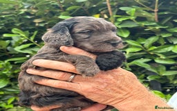 Cockapoo dogs for sale: DNA clear / Licensed Breeder for peace of mind  - Image 14