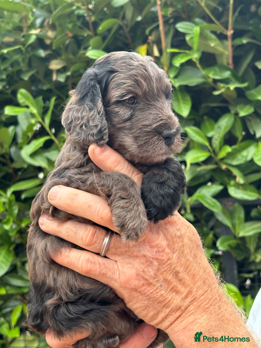 Cockapoo dogs for sale: DNA clear / Licensed Breeder for peace of mind  - Image 14