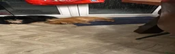 German Spitz dogs for sale: German spitz for Adoption  - Advert 8