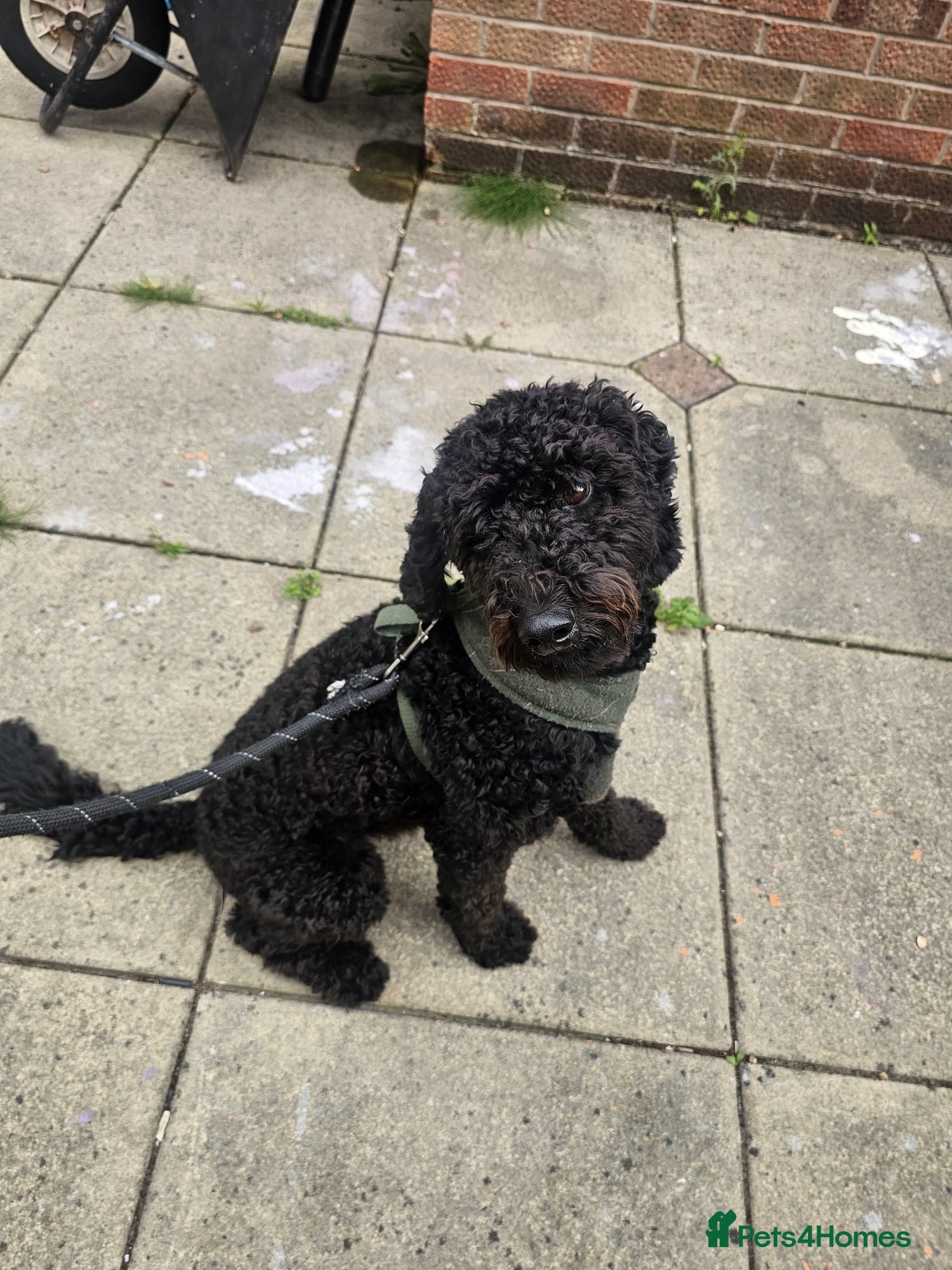 Mixed Breed dogs Selling our beloved puppy/dog - Advert 1