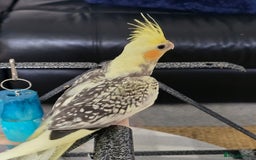 Cockatiels birds for sale: Handreared Cockatiels - Image 7