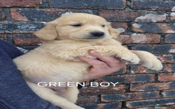 Golden Retriever dogs for sale: KC GOLDEN RETRIEVER PUPPIES HEALTH TESTED PARENTS  - Image 5