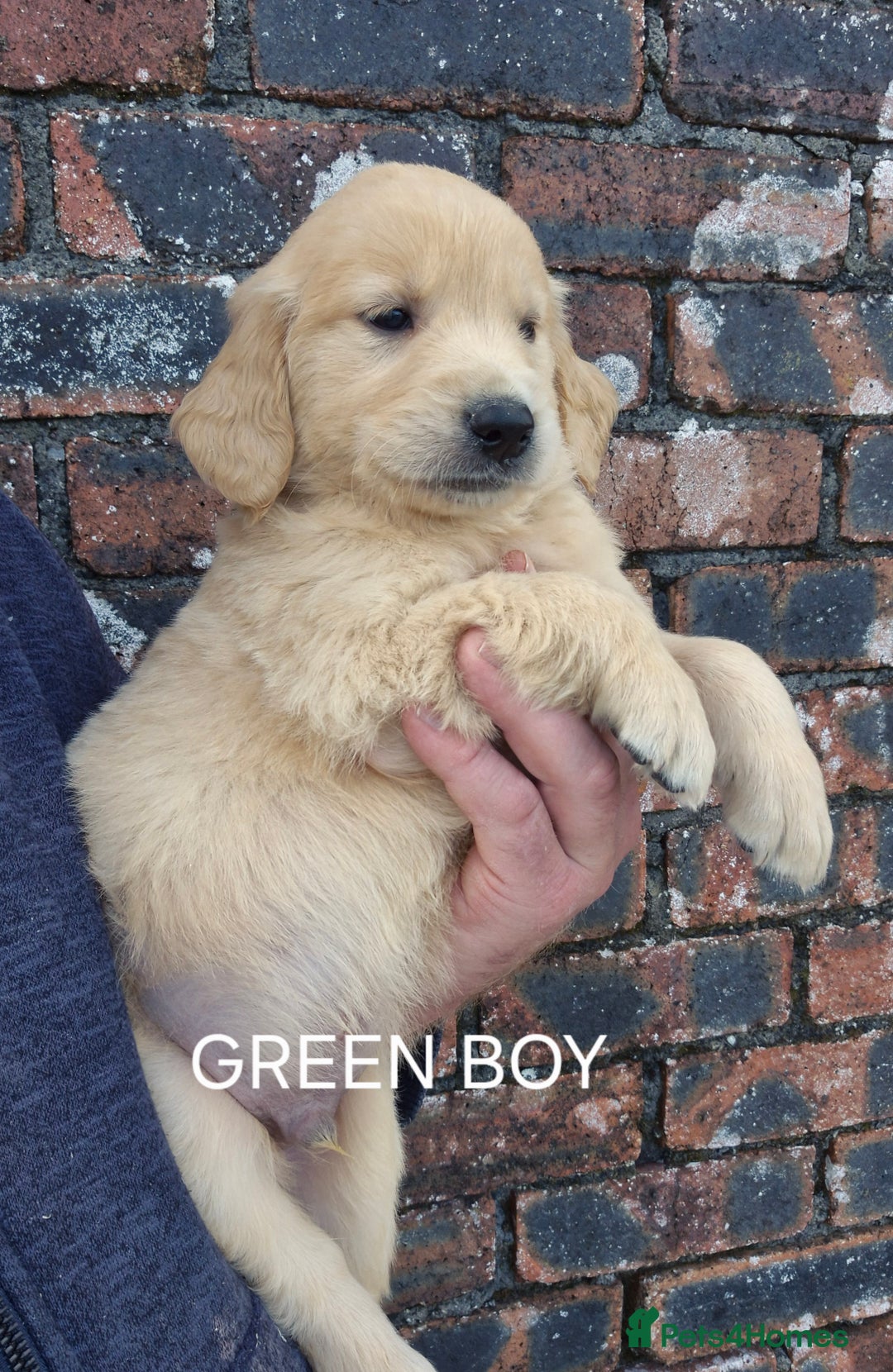 Golden Retriever dogs for sale: KC GOLDEN RETRIEVER PUPPIES HEALTH TESTED PARENTS  - Image 5