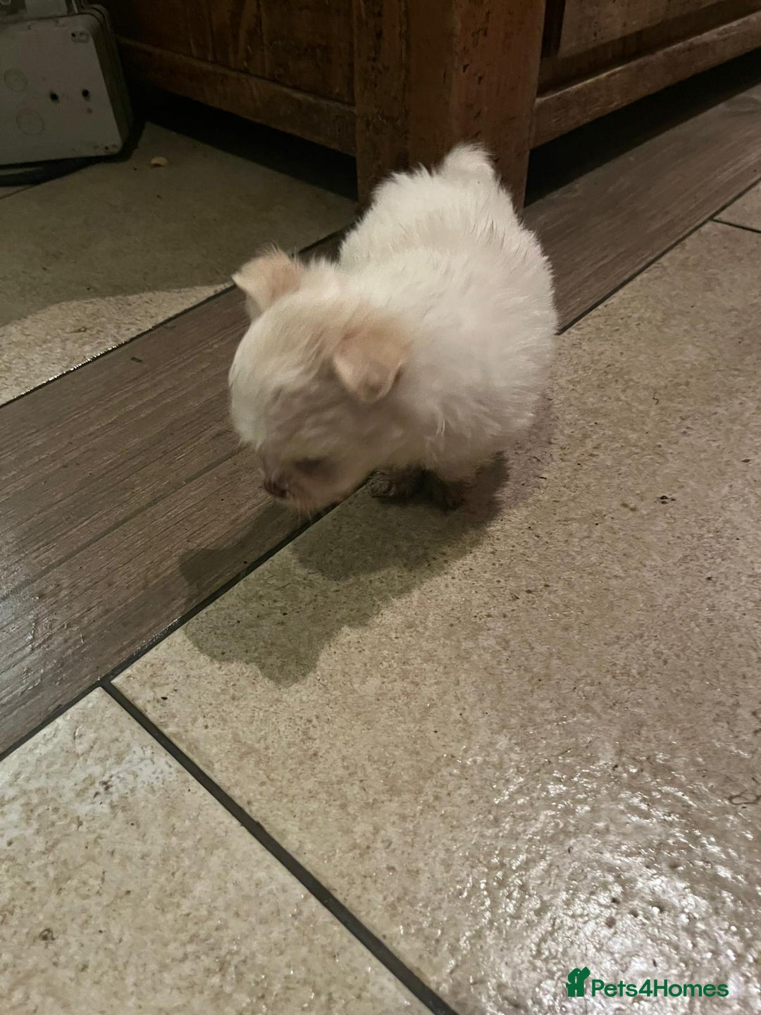Bichon Frise dogs for sale: 4 Bichone Frise Maltese for sale - Advert 10