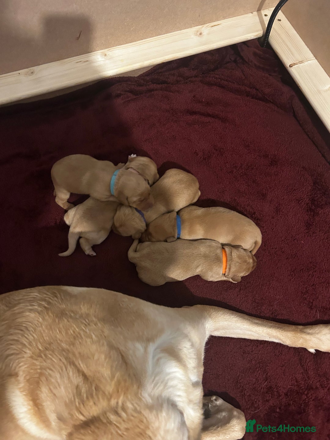 Labrador Retriever dogs for sale: Beautiful Labrador Puppies - Advert 5