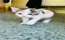 Mixed Breed cats for sale: Cat and kittens - Image 12