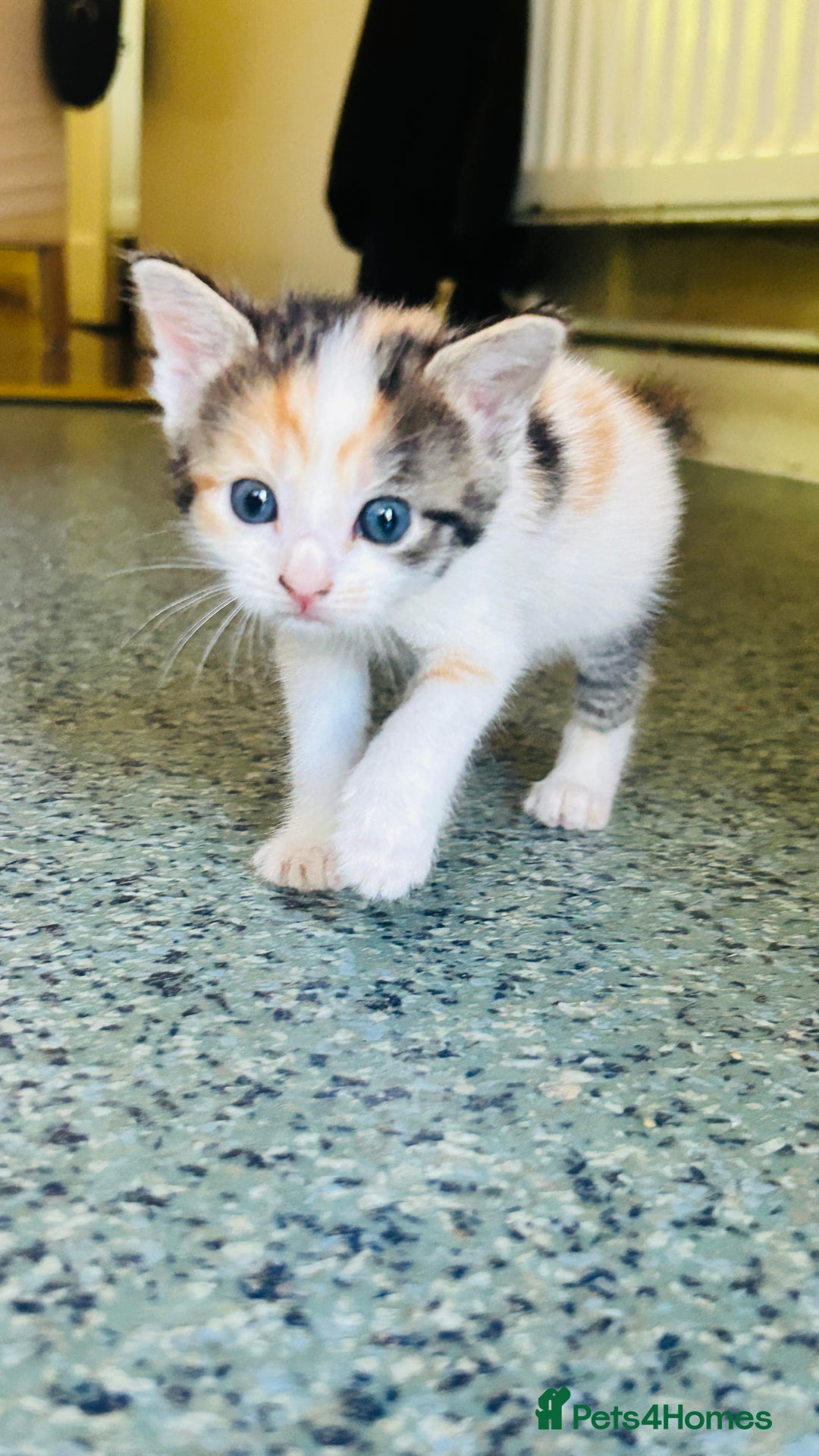Mixed Breed cats for sale: Cat and kittens - Image 12