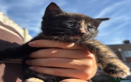 Mixed Breed cats for sale: 5 Gorgeous kittens available now - Image 21