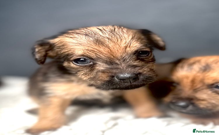 Patterdale Terrier dogs - Advert 2