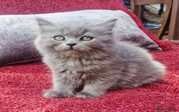 British Longhair cats for sale: Gorgeous Blue British longhair kittens - Image 17