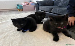 Siamese cats for sale: 3x Beautiful Siamese crossed tabby kittens  - Image 5
