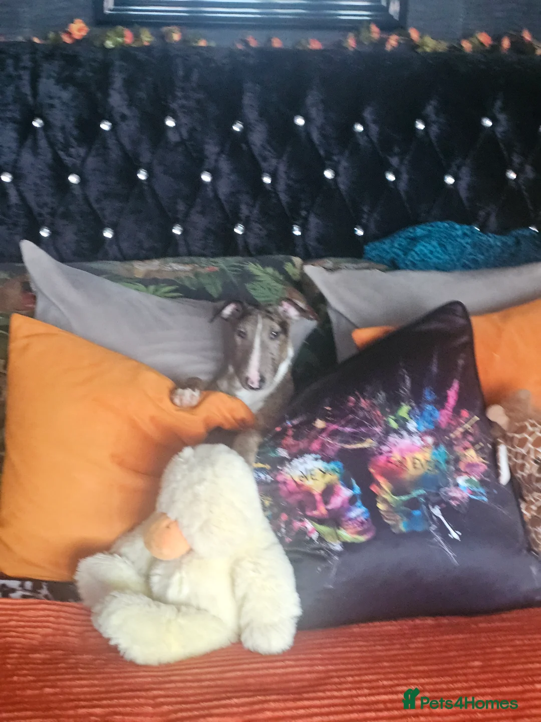 Miniature Bull terrier dogs for sale: Merle miniature english bull terrier  - Advert 9