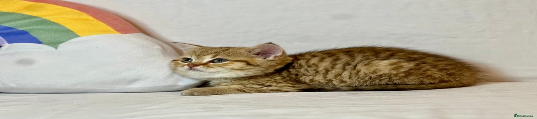 Ginger Foxy