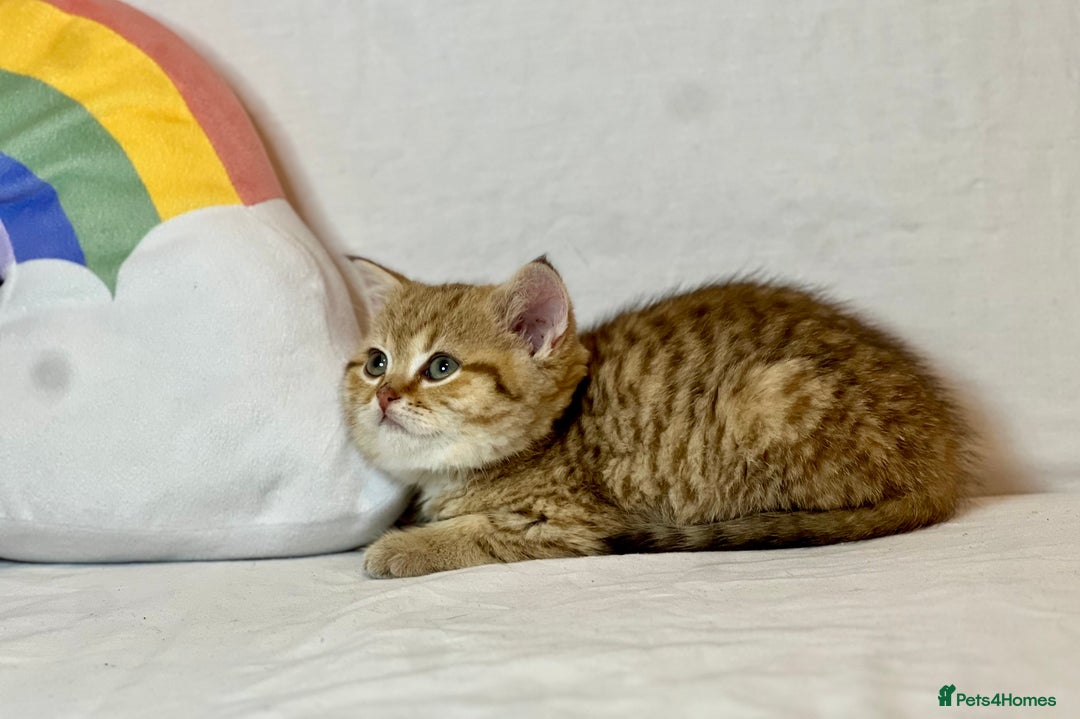 British Shorthair cats for sale: PUREBRED BSH KITTENS SOLD - Image 17