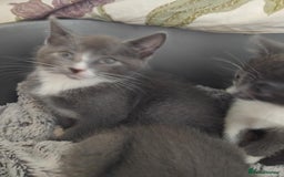 Mixed Breed cats for sale: Mixed Breed kittens for sale  - Image 9