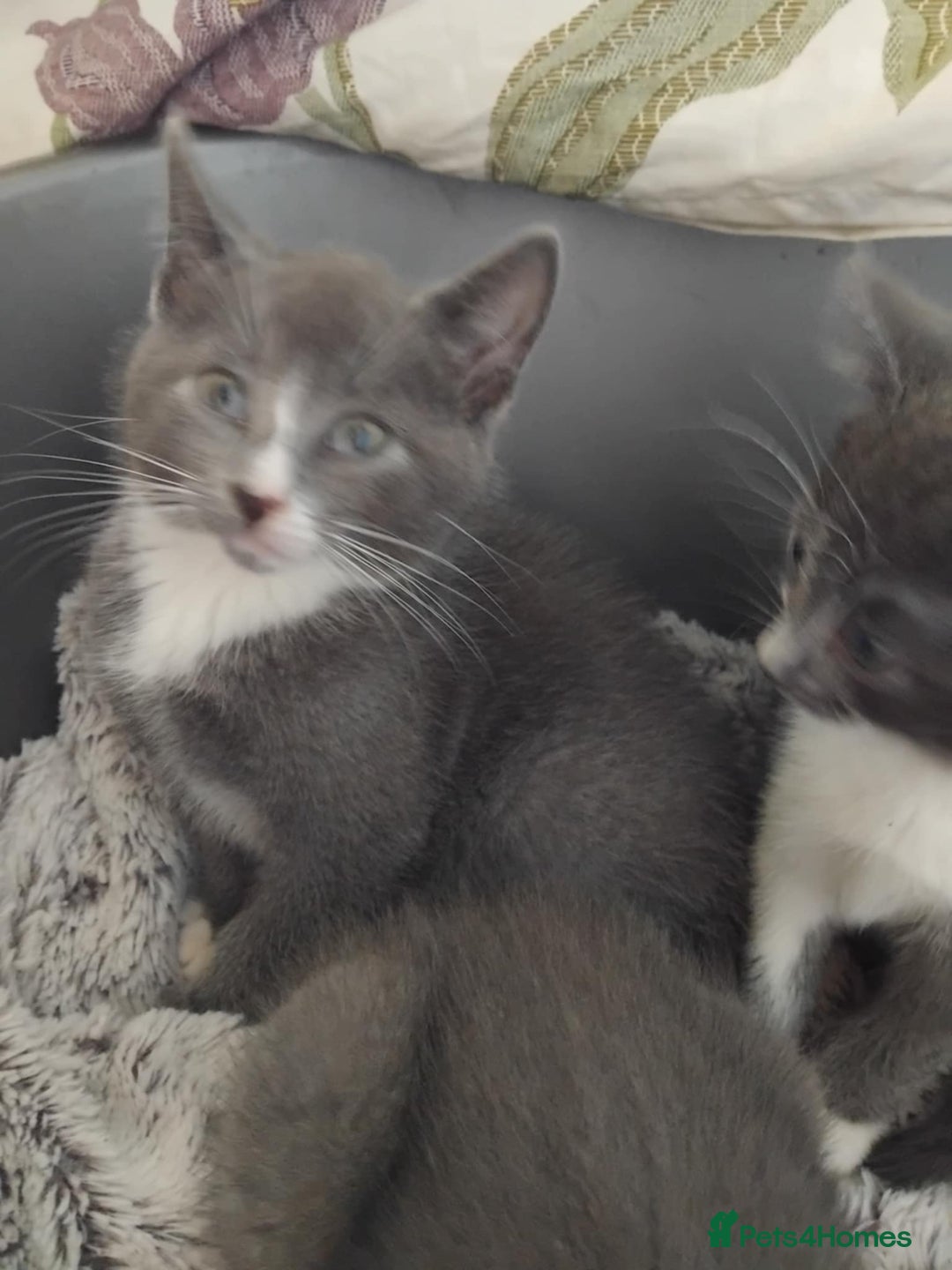 Mixed Breed cats for sale: Mixed Breed kittens for sale  - Image 9