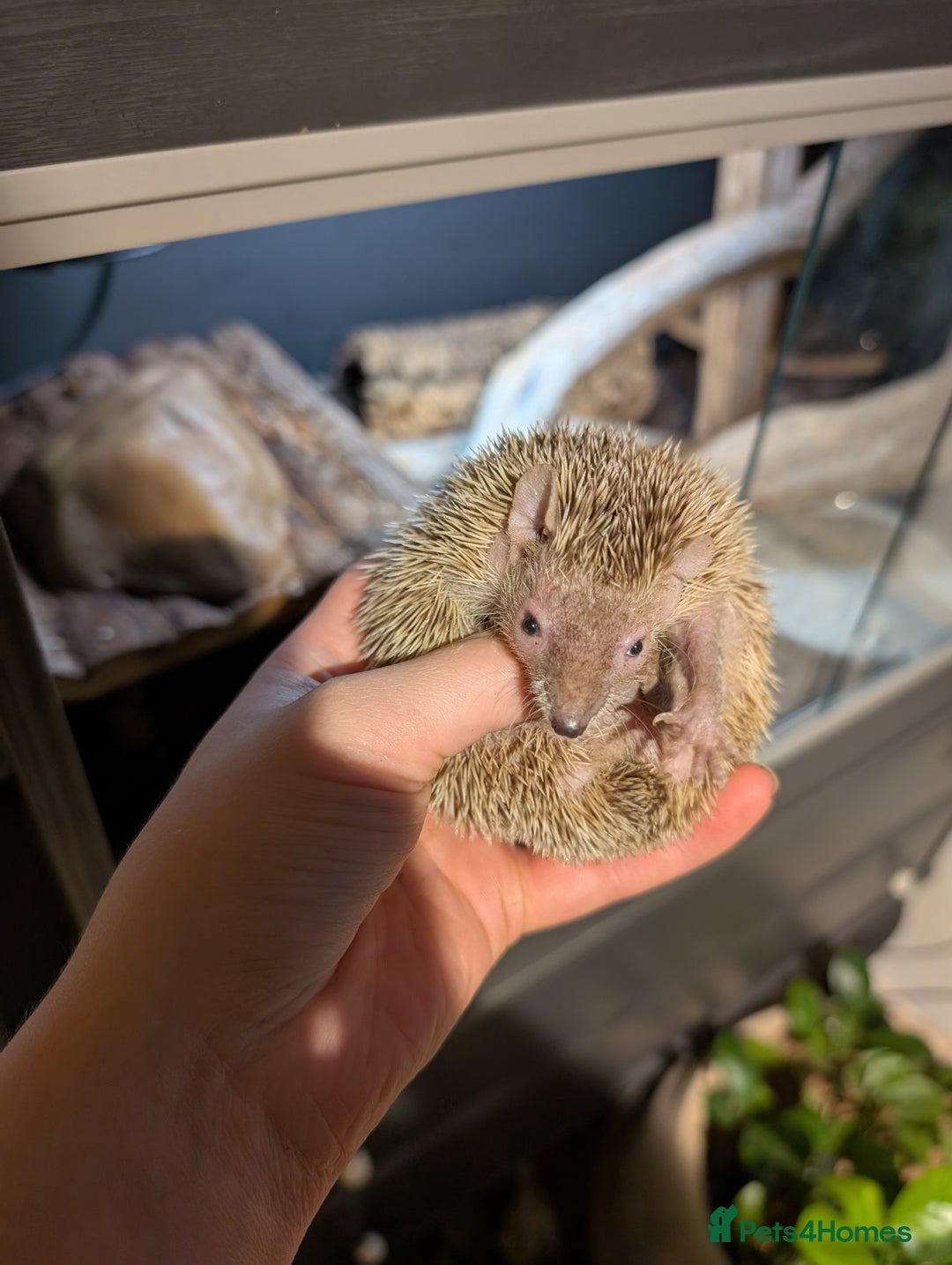 Pygmy Hedgehog rodents for sale: Tenrec / lesser hedgehog  - Image 3