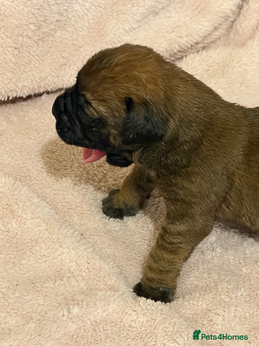 Bullmastiff dogs for sale: Stunning bullmastiff puppies  - Advert 3