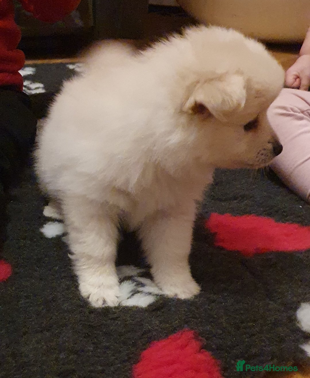 Pomeranian dogs for sale: Pomeranian pups  - Image 10