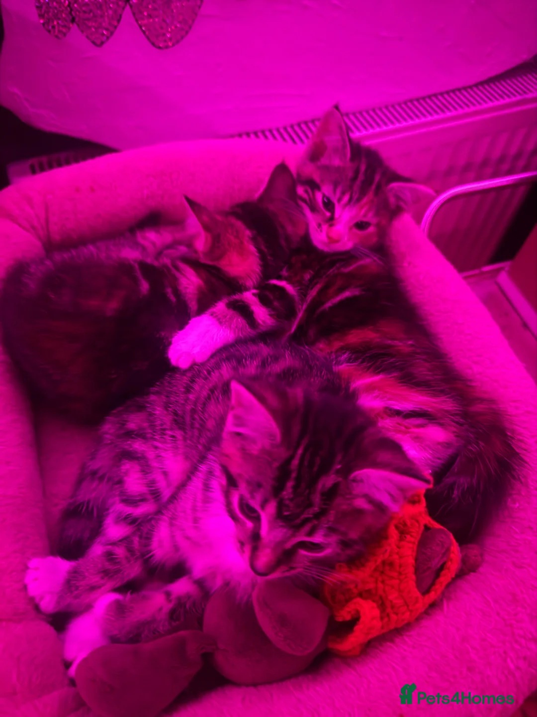 Siberian cats for sale: siberian/european shorthair ready for new homes! - Advert 6