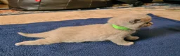 British Shorthair cats for sale: GORGEOUS BRITISH SHORTHAIR KITTENS - Advert 6