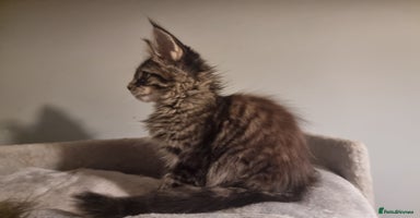 Maine Coon cats TICA REG.  Amazing kittens  - Advert 4