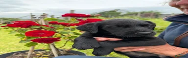 Labrador Retriever 2