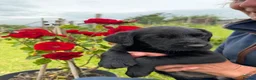 Labrador Retriever dogs for sale: Labrador puppies  - Advert 4