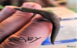Gecko reptiles for sale: Bauers Chameleon Geckos & Set up - Image 9