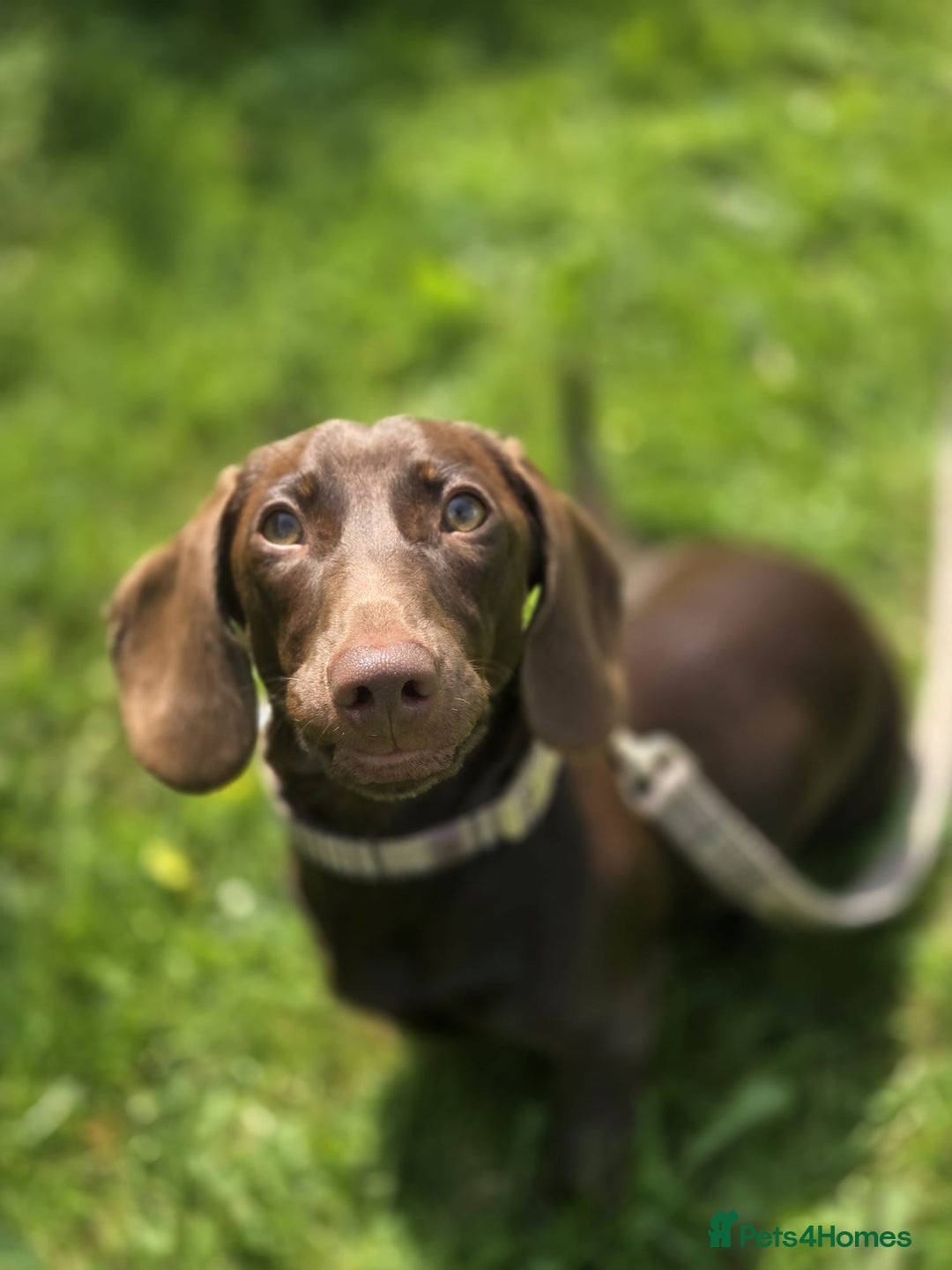Miniature Dachshund dogs for sale: Dachshund Sad Rehome  - Image 1