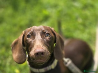 Miniature Dachshund dogs for sale - Advert 1