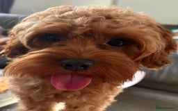 Mixed Breed dogs for sale: Adorable Cavapoochon x Cavapoo Puppies  - Image 4