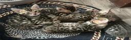 Bengal cats for sale: Beautiful Pedigreed Queen as a breeder - Advert 2