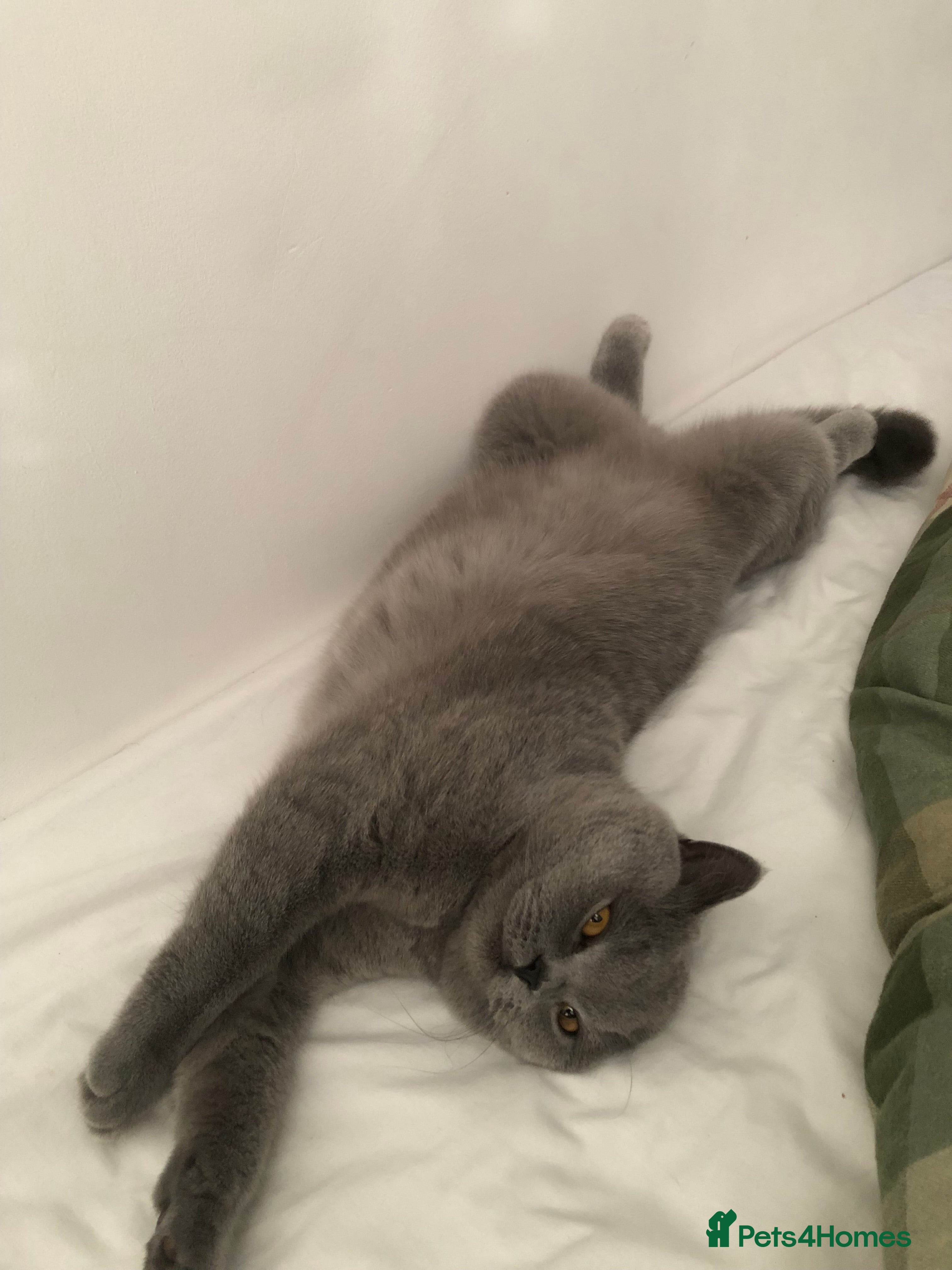 Brazilian Shorthair cats Short hair female  - Advert 13