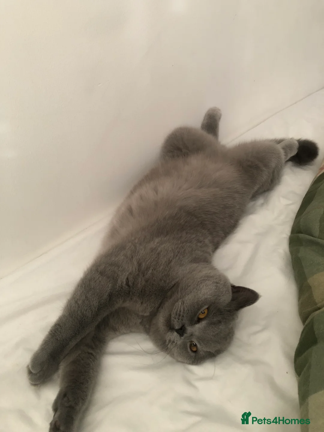 Brazilian Shorthair cats for sale: Short hair female  - Advert 1