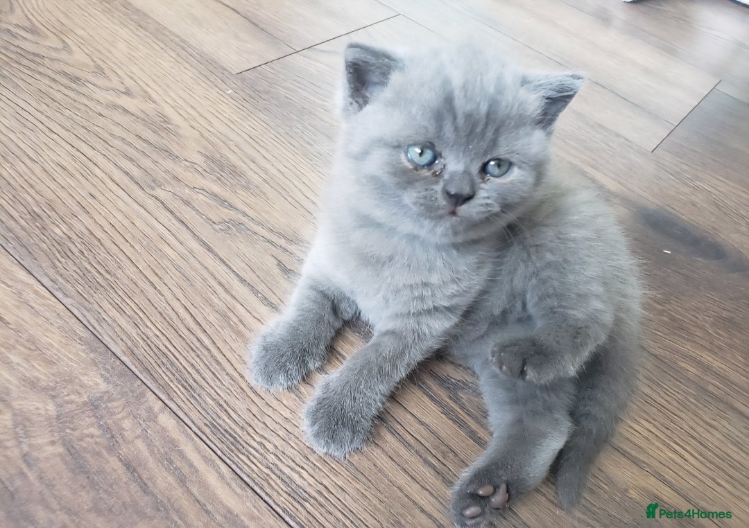 British Shorthair cats for sale: British shorthair kittens😻 - Image 9