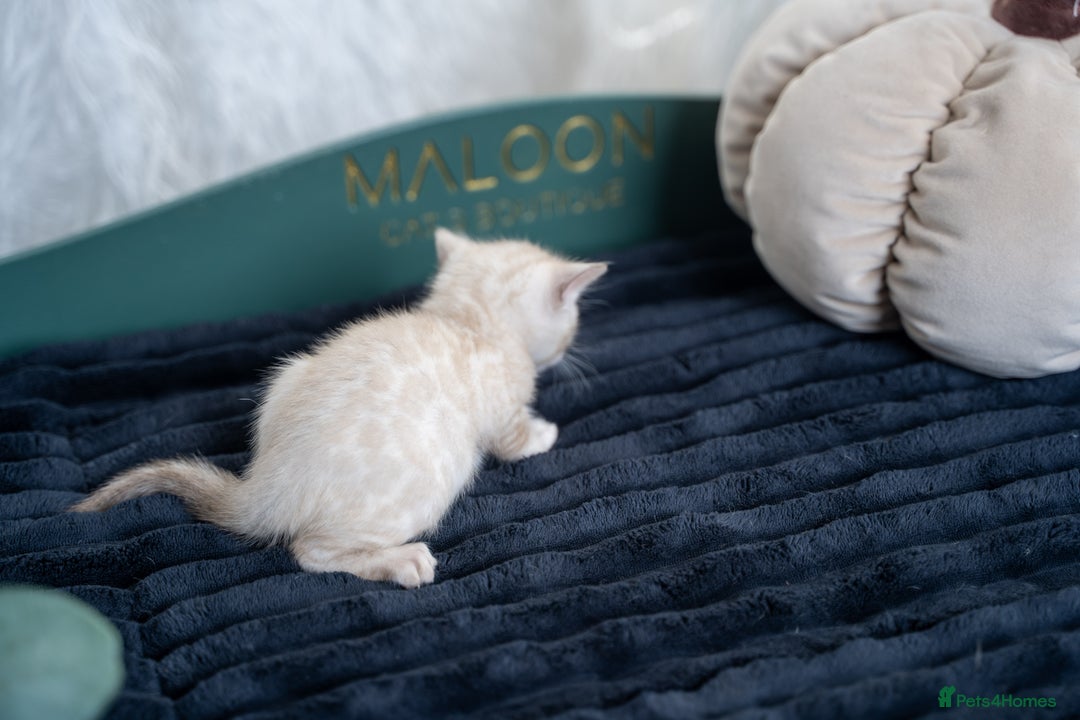 Bengal cats for sale: 3 Snow Bengal Boys-Gorgeous-TICA-Ready in November - Image 27