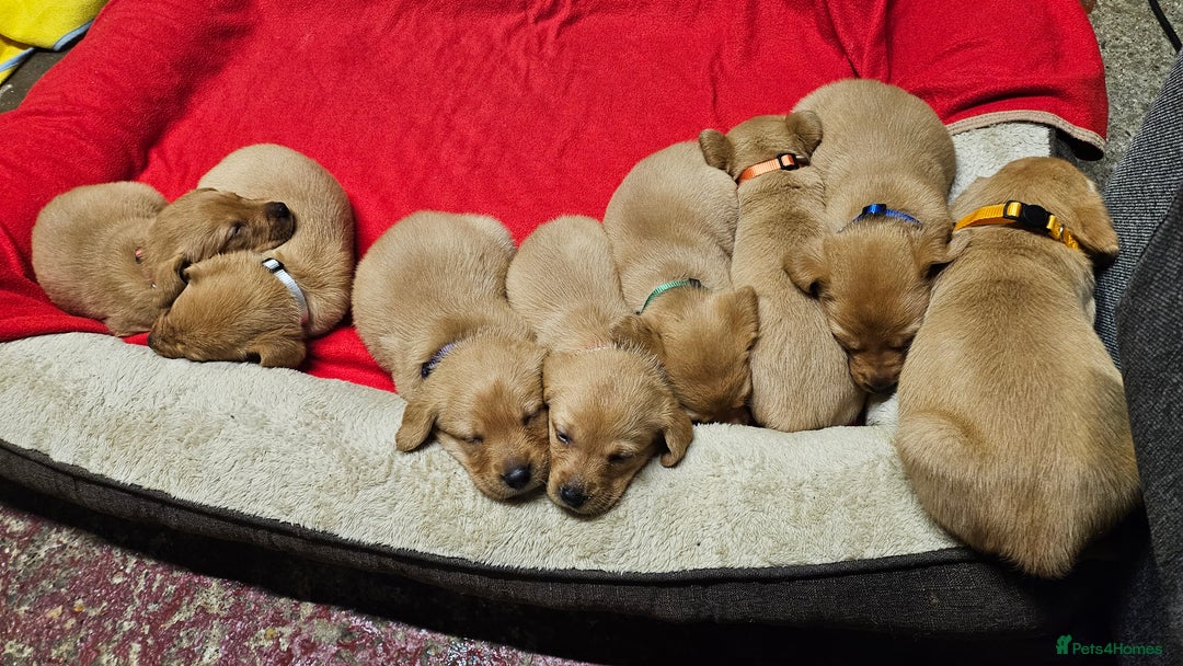 Labrador Retriever dogs for sale: Stunning fox red labrador puppies for sale - Image 6