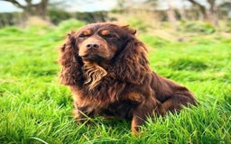 Cocker Spaniel dogs for sale: KC HEALTH TESTED CHOCOLATE AND TAN COCKER SPANIELS - Image 9