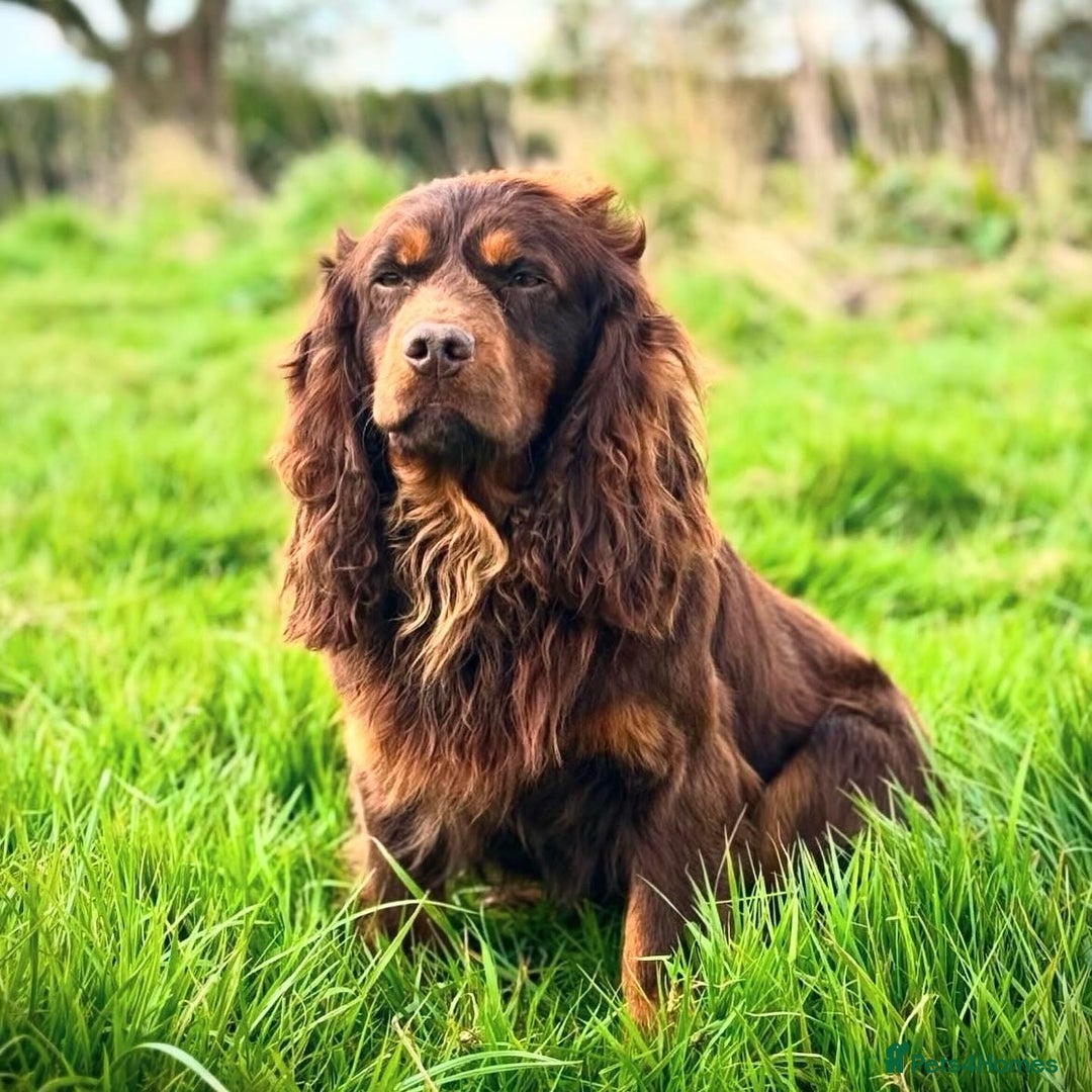Cocker Spaniel dogs for sale: KC HEALTH TESTED CHOCOLATE AND TAN COCKER SPANIELS - Image 9