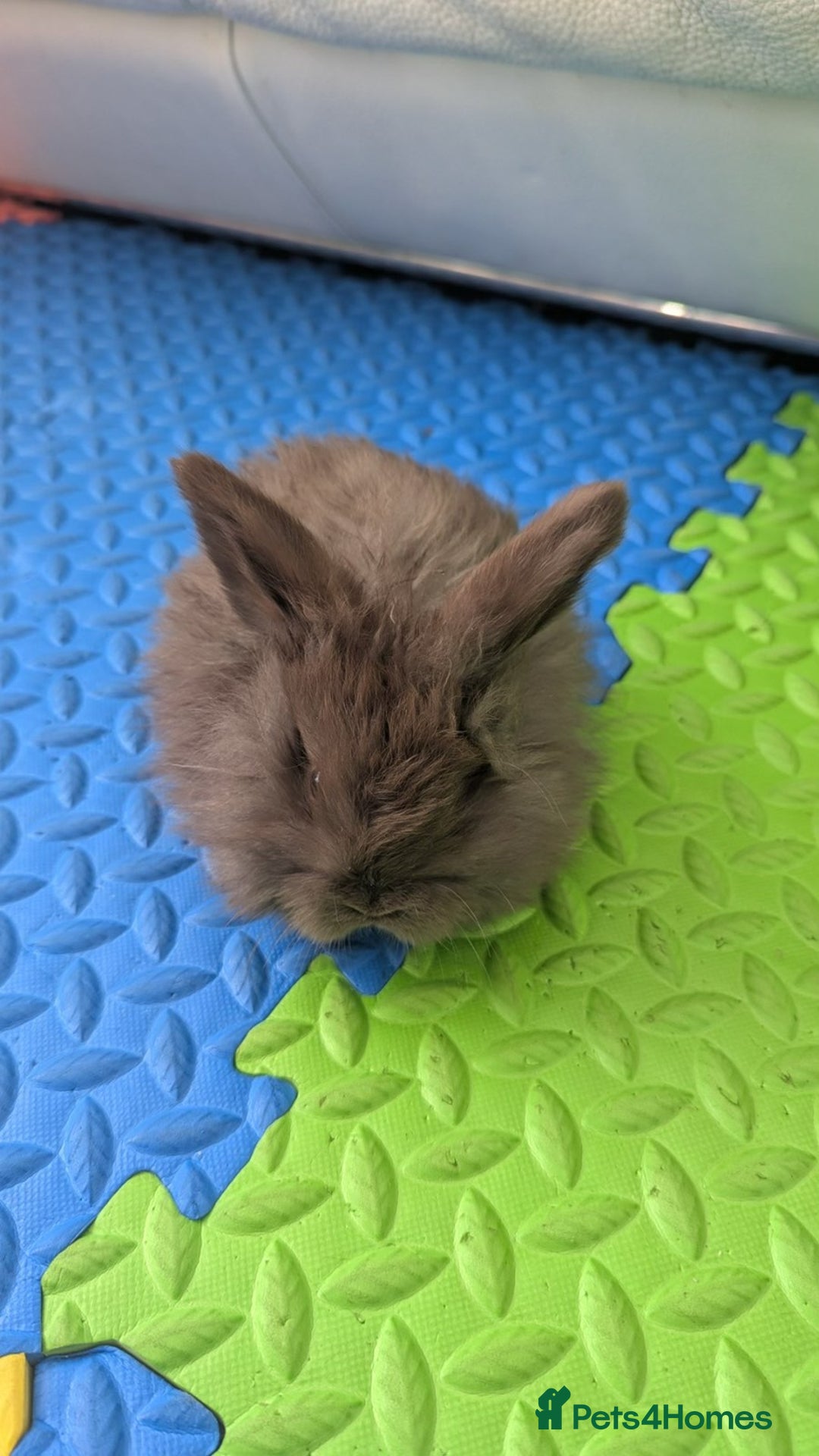 Mini Lop rabbits for sale: Beautiful mini lops for sale - Image 5