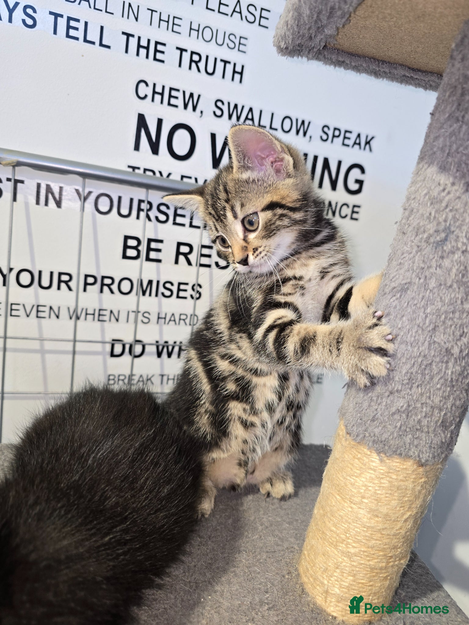 Mixed Breed cats Little lovely kittens  - Advert 1