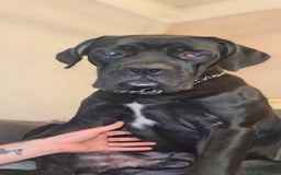 Cane Corso dogs for sale: 1year old cane corso *Silas* - Image 7