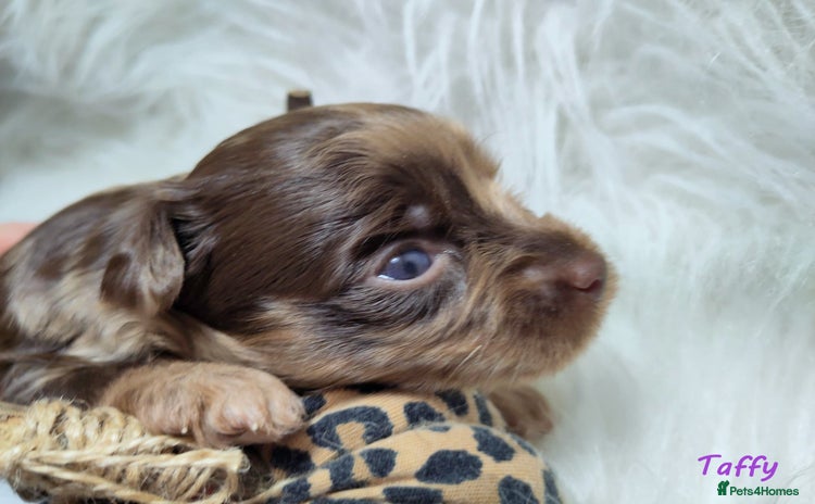 Yorkshire Terrier dogs - Advert 2