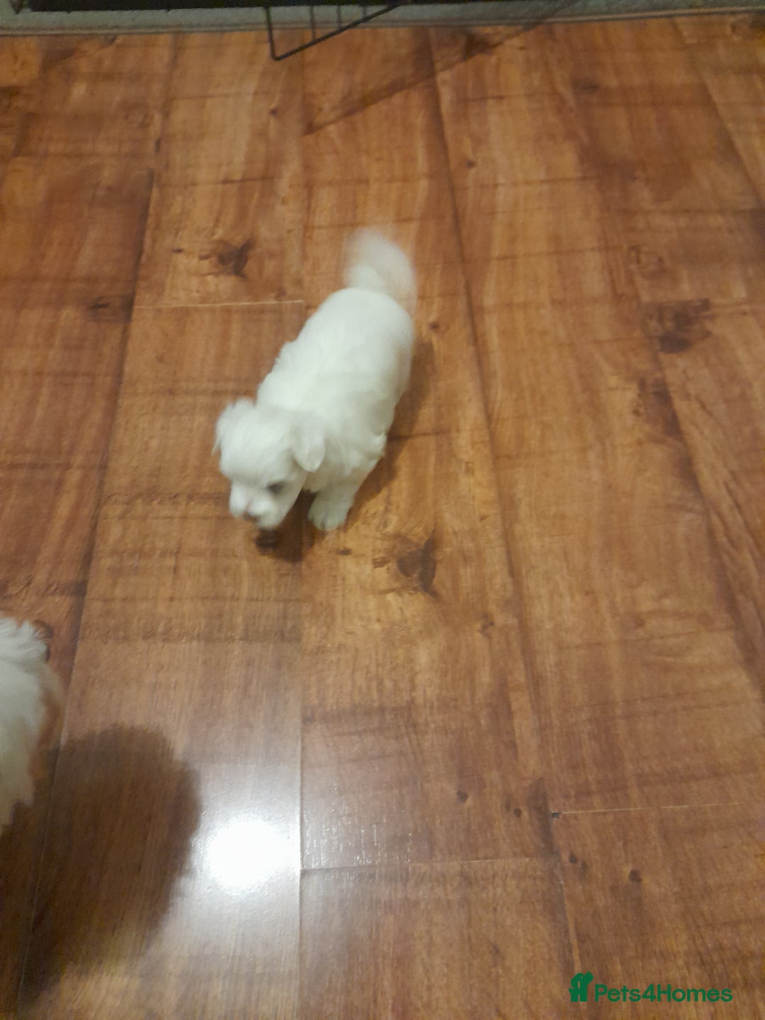 Maltese dogs for sale: 2 male maltese puppies  - Advert 3